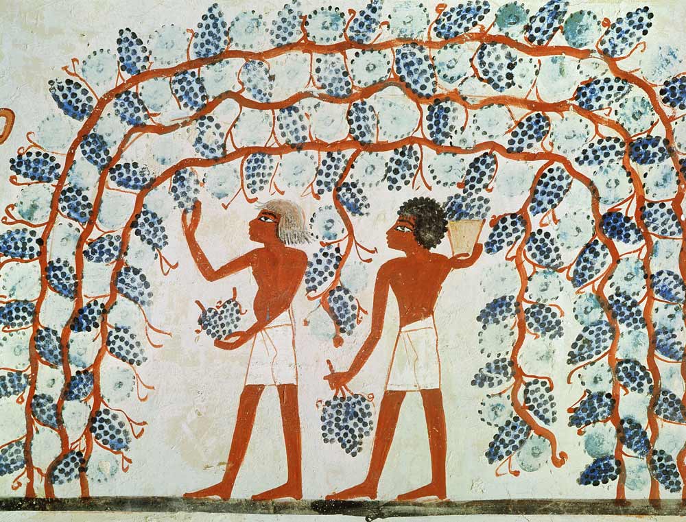 Picking grapes, from the Tomb of Nakht, New Kingdom de Egyptian