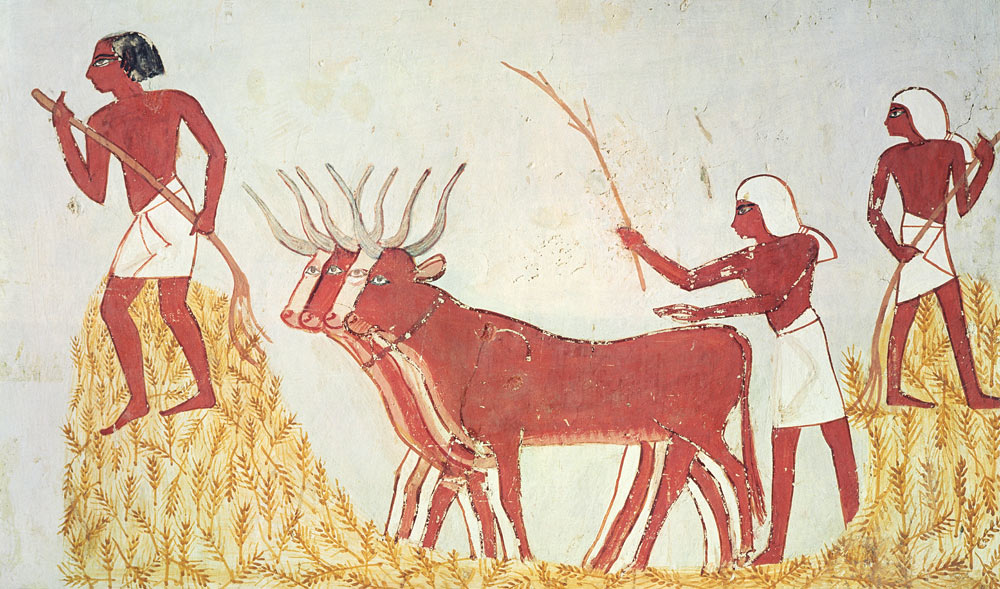Using cows to trample wheat, from the Tomb of Menna, New Kingdom de Egyptian