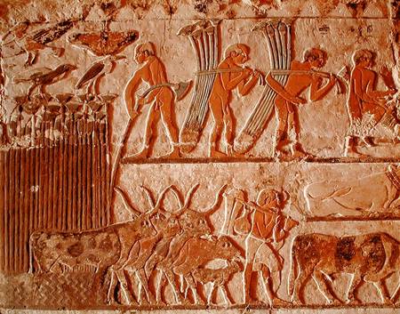 Harvesting papyrus and a group of cows, Old Kingdom de Egyptian