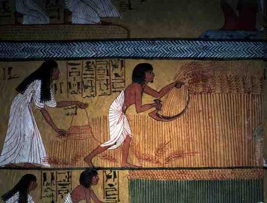 Detail of a harvest scene on the East Wall, from the Tomb of Sennedjem, The Workers' Village, New Ki de Egyptian 19th Dynasty