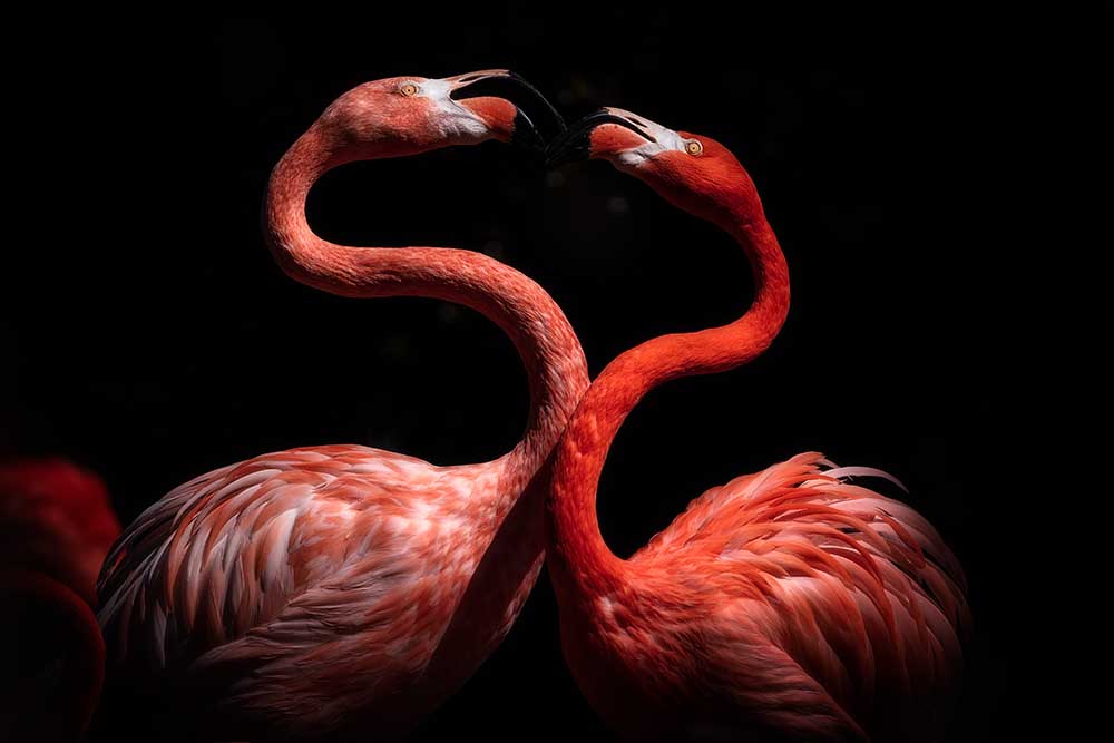 Flamingos de Eiji Itoyama