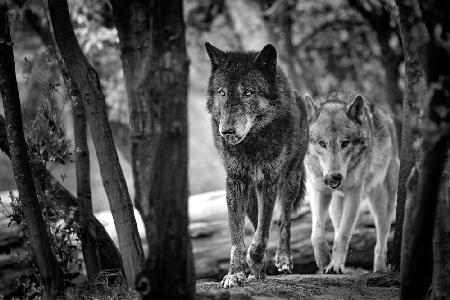 Walking wolves