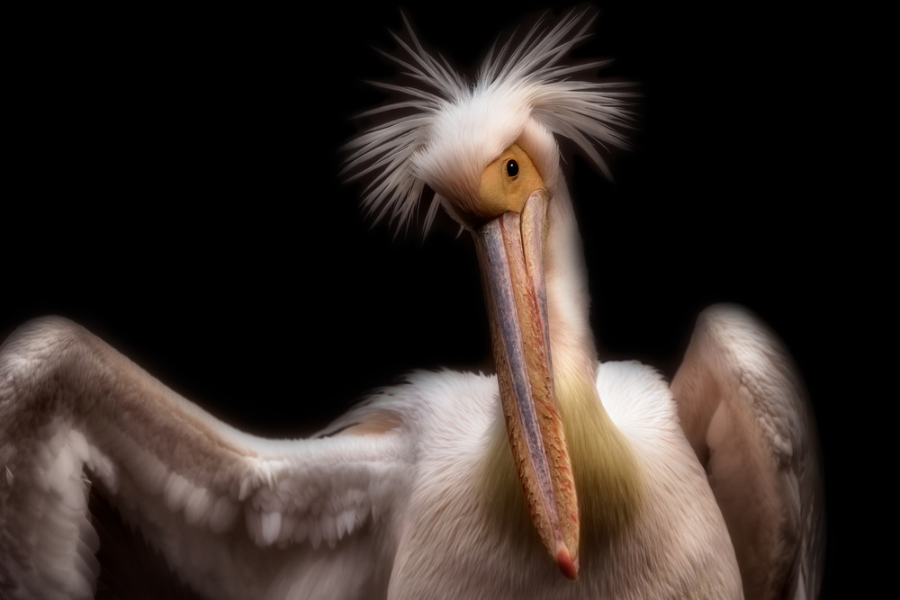 Pelicans portrait de Eiji Itoyama