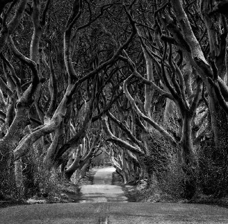 Black and white photo of Road through the Dark Hedges