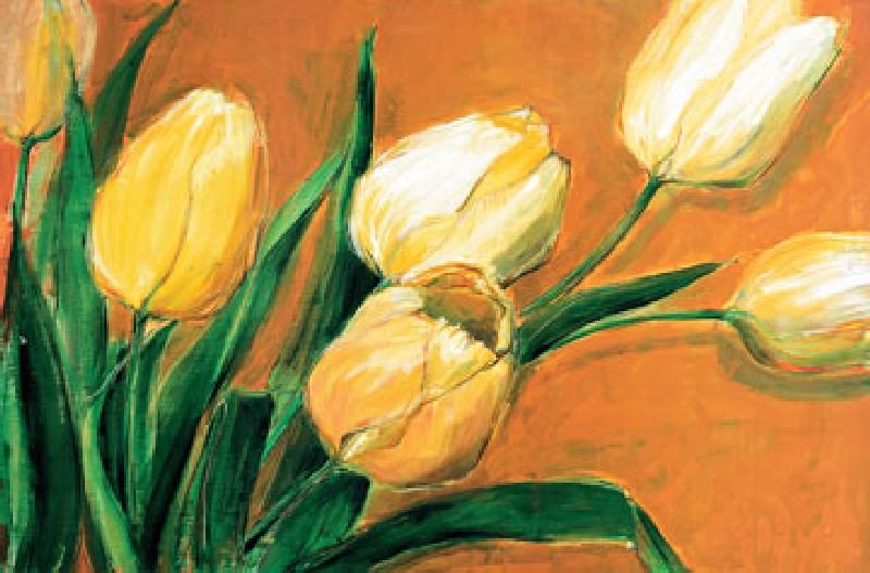 Tulipa Nova de Elisabeth Krobs