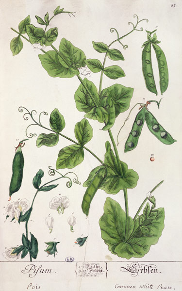 Pea, plate from 'Herbarium Blackwellianum' by the artist de Elizabeth Blackwell
