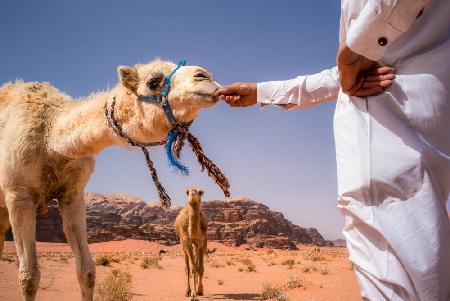 The Bedouin &amp; his camels