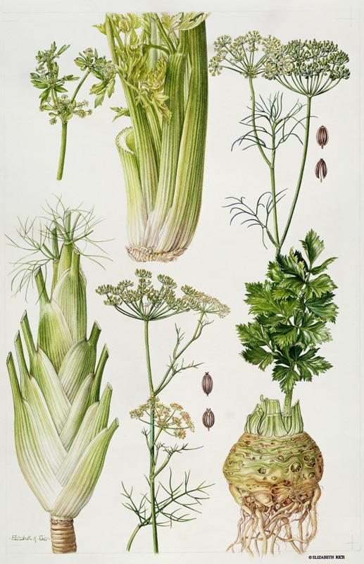 Celery, Fennel, Dill and Celeriac (w/c)  de Elizabeth  Rice