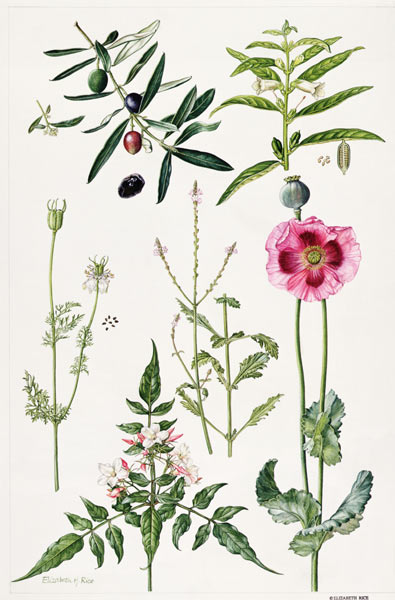 Opium Poppy and other plants (w/c)  de Elizabeth  Rice
