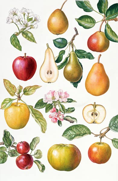Apples and Pears (w/c)  de Elizabeth  Rice