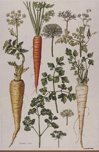 Carrot, Parsnip and Parsley (w/c)  de Elizabeth  Rice