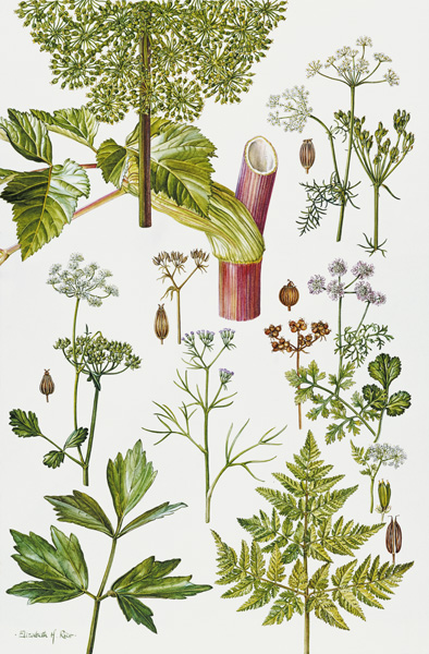 Garden Angelica and other plants (w/c)  de Elizabeth  Rice