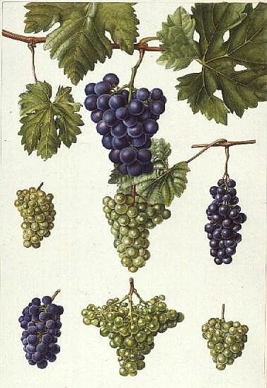 Grapes (w/c)  de Elizabeth  Rice