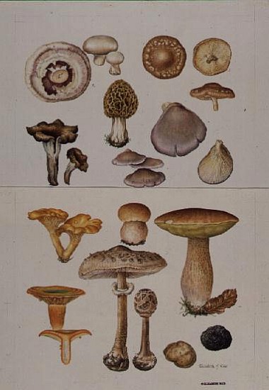 Mushrooms and Truffles (w/c)  de Elizabeth  Rice
