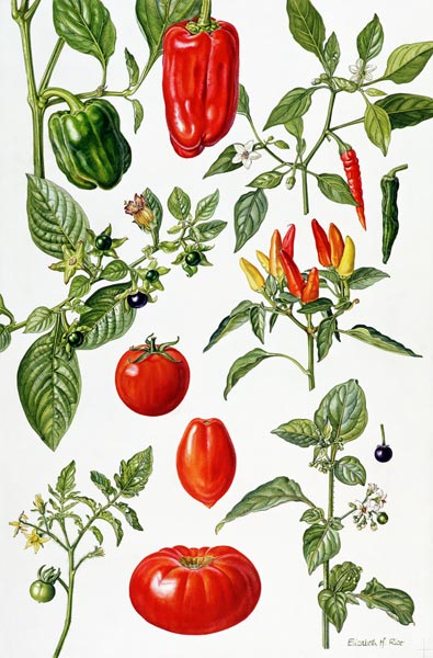 Tomatoes and related vegetables, 1986 (w/c on paper)  de Elizabeth  Rice