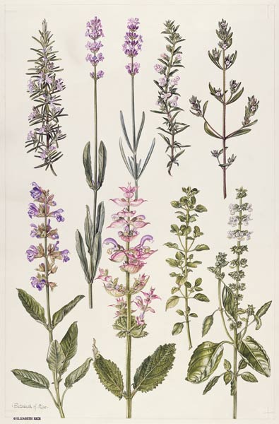 Rosemary and other herbs (w/c)  de Elizabeth  Rice