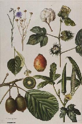 Kiwi fruit and other plants (w/c) 