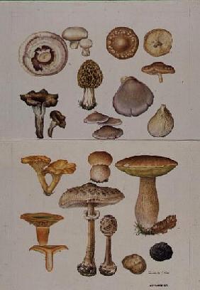 Mushrooms and Truffles (w/c) 