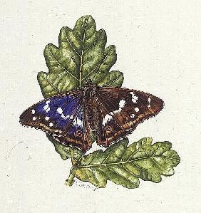 Purple Emperor Butterfly on Oak leaves (w/c) 