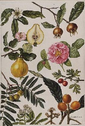 Quince and other fruit-bearing trees (w/c) 