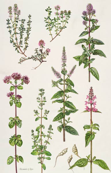 Thyme and other herbs (w/c)  de Elizabeth  Rice
