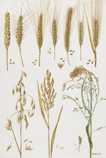 Wheat and other crops (w/c)  de Elizabeth  Rice