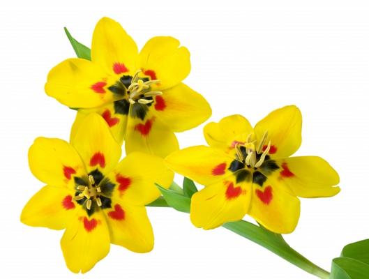 3 Tulpen de Elke Ursula Deja-schnieder