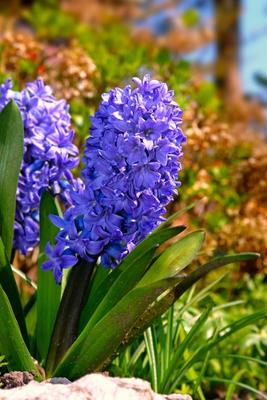 Gartenhyazinthe (Hyacinthus orientalis) de Elke Ursula Deja-schnieder