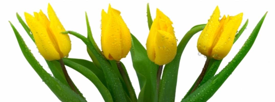 Frische Tulpen de Elke Ursula Deja-schnieder