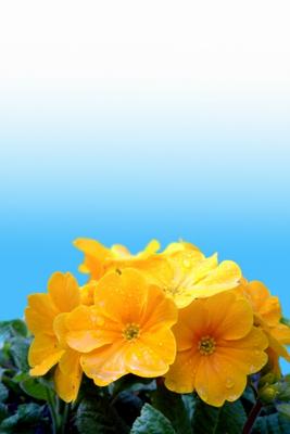gelbe Primel (Primula-Vulgaris-Hybride) de Elke Ursula Deja-schnieder