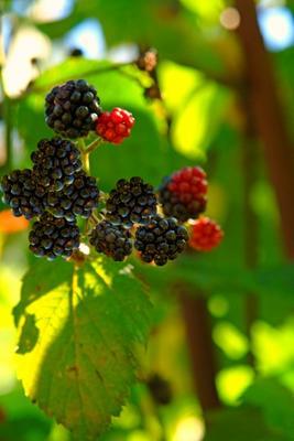 Brombeeren