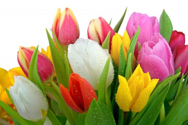 Tulpen mit Tautropfen de Elke Ursula Deja-schnieder
