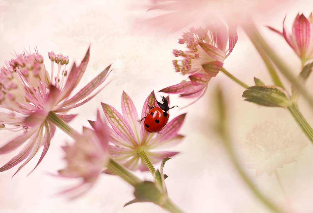 Ladybird and pink flowers de Ellen Van Deelen