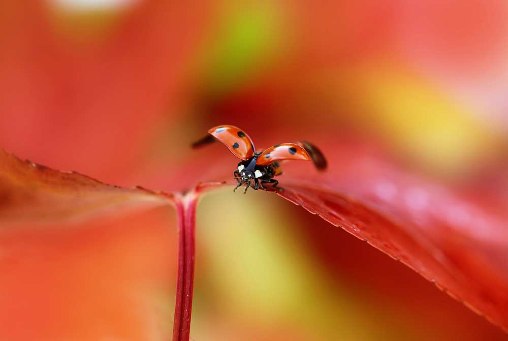 Ladybird in autumn de Ellen Van Deelen
