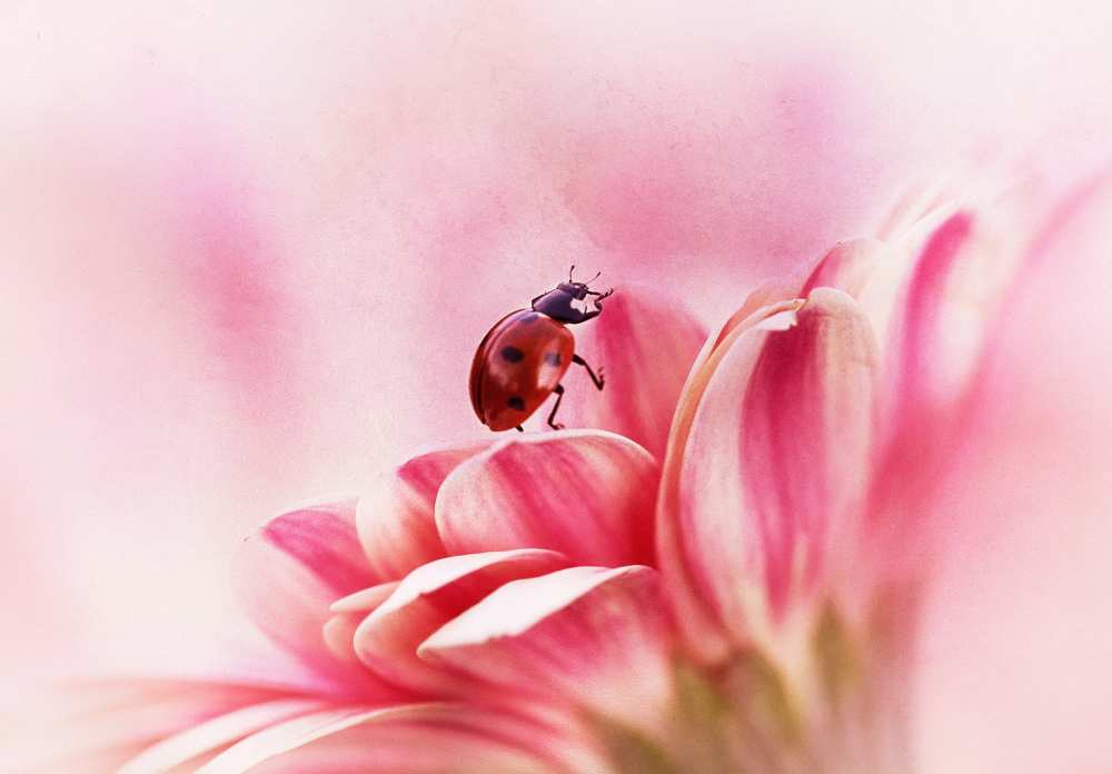 Ladybird on Gerbera de Ellen Van Deelen