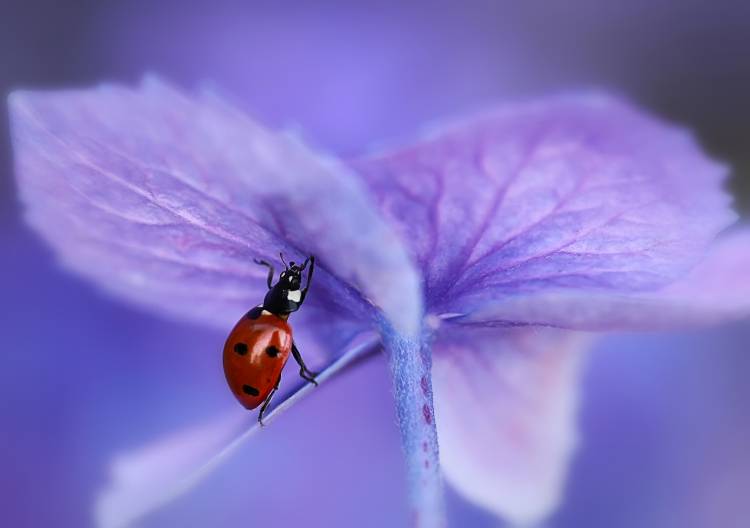 Ladybird on purple hydrangea de Ellen Van Deelen