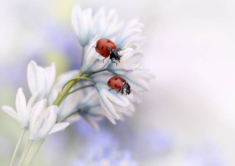 Ladybirds de Ellen Van Deelen