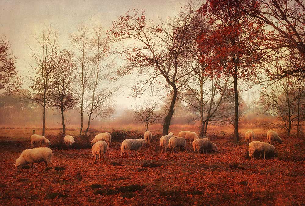 Last days of autumn de Ellen Van Deelen