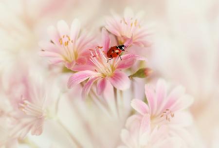 Ladybird with pink flowers.