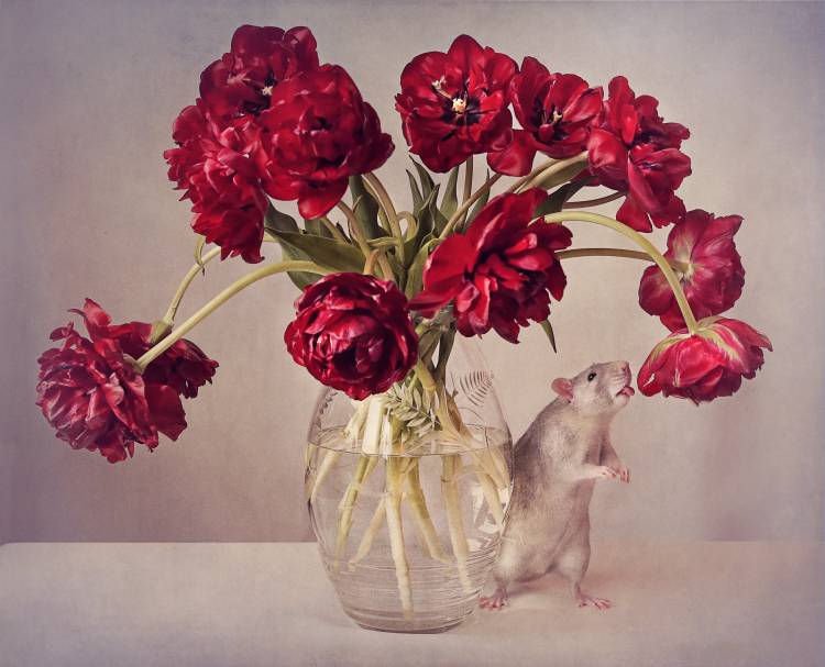 Still life with tulips :) (Expensive vase.....uploaded for the weekly theme "Expensive" de Ellen Van Deelen