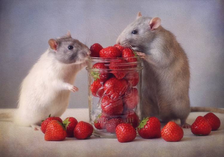 Strawberries de Ellen Van Deelen