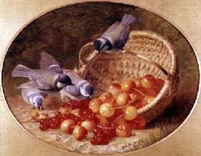 Bluetits pecking at cherries