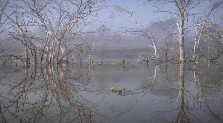 Morning reflections