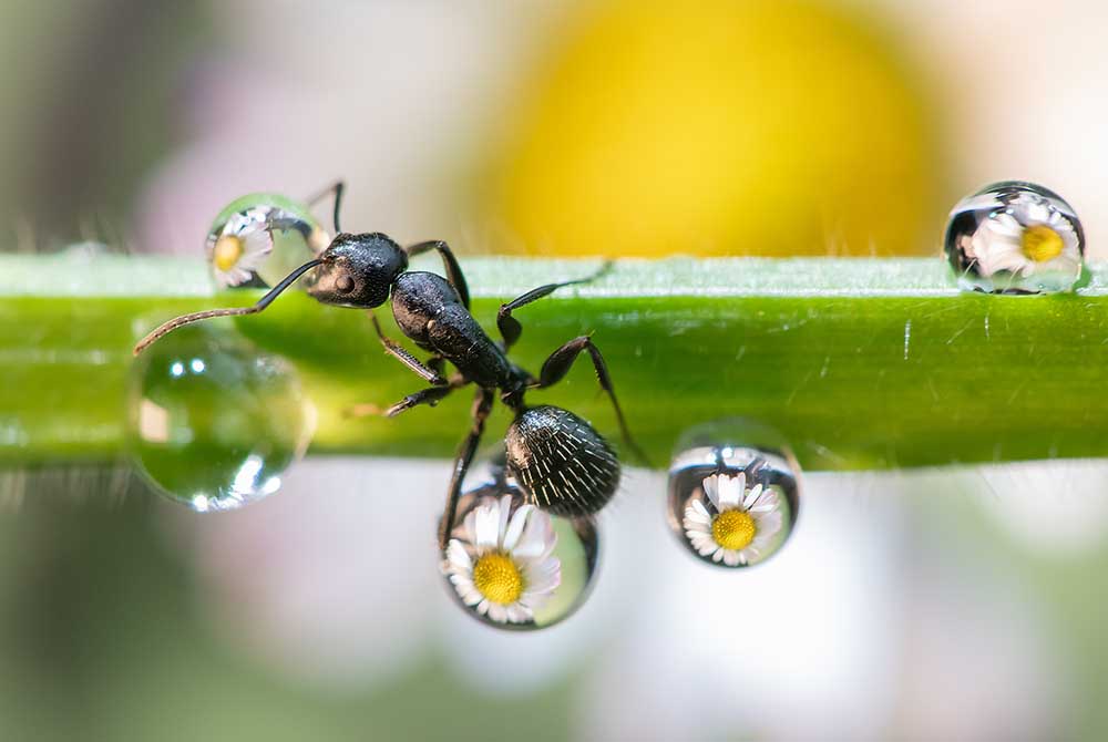 the ant between the drops de Emanuelle Caleffi