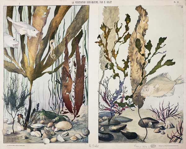 Seaweed, fishes, sea horse, crab and shellfish, illustrated plates from 'La Vie sous marine' de Emile Belet