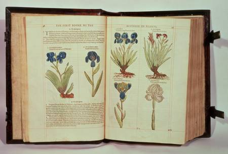 Iris (Flowers de-luce), six varieties from 'The First Booke of the Historie of Plants' de Emilie Gerard