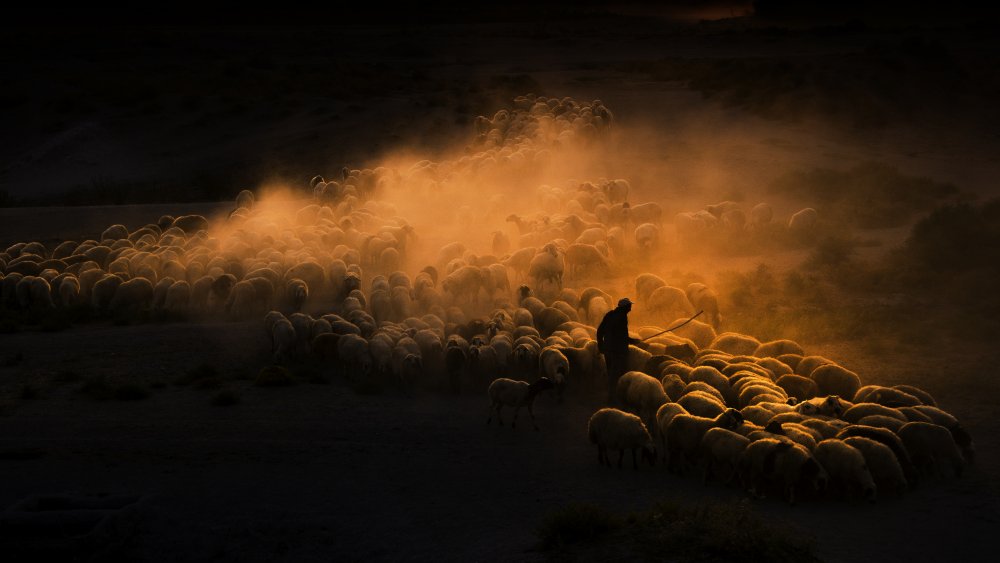 Herd of sheep de Emir Bagci