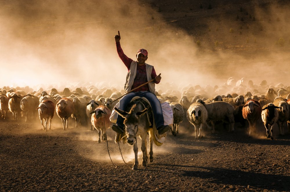 Crazy shepherd de Emir Bagci