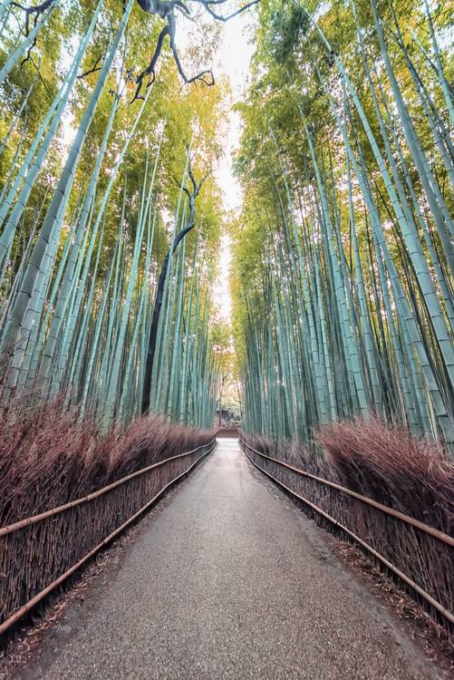 The Bamboo Path de emmanuel charlat