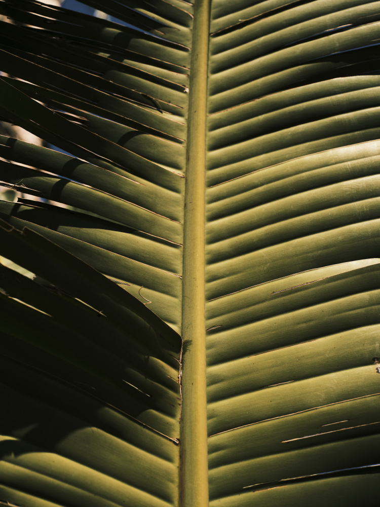 palm leaf de engin akyurt